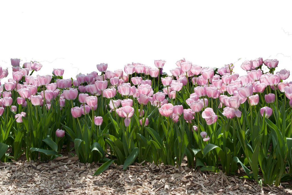 tulips_by_ktryon_d61rkio-fullview.png