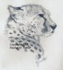cheetahprofile.jpg