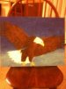 bald eagle.jpg