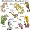 seahorses-and-seadragons-roger-hall.jpg