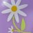 Daisy Blue