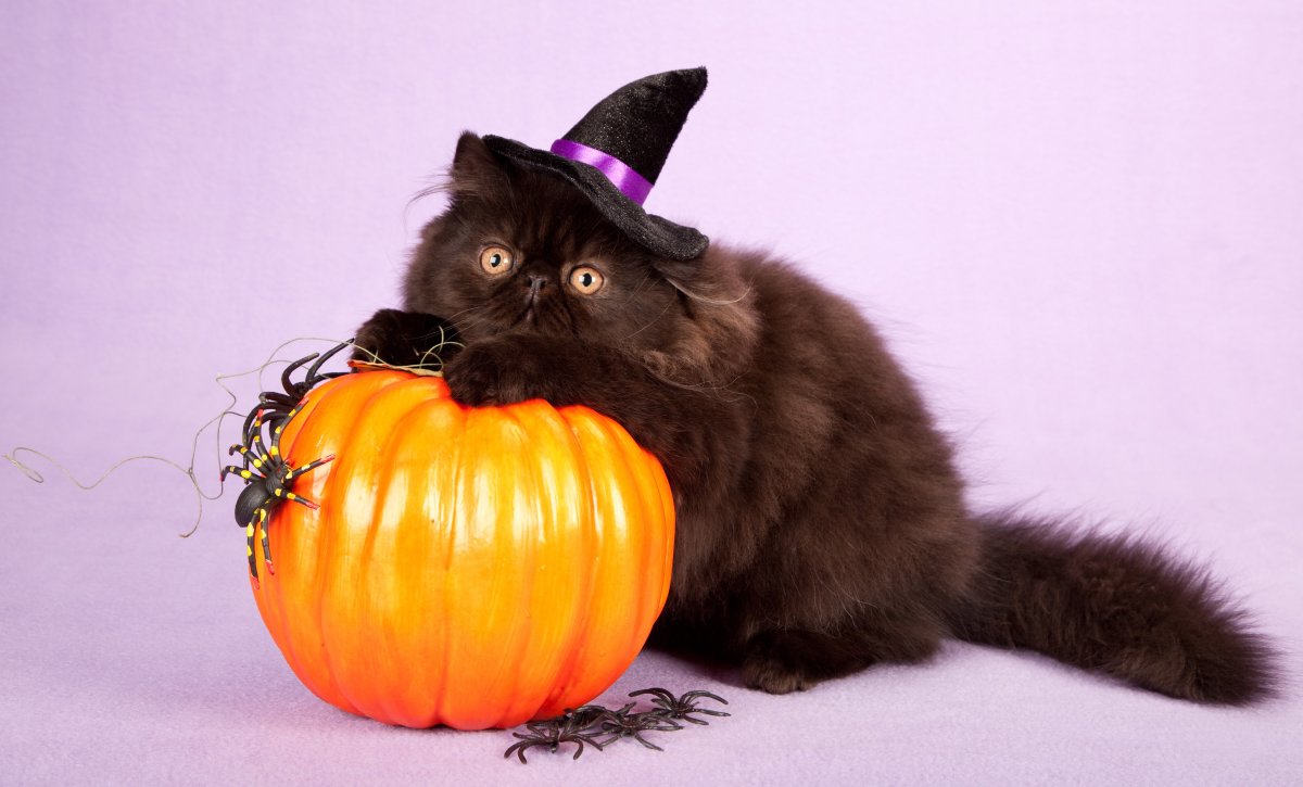 2019Animals___Cats_Fluffy_Black_Cat_with_Halloween_Pumpkin_136171_2.jpg
