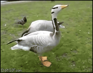 goose duck happy stepping tippytaps.gif