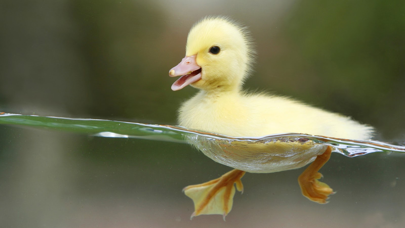 little-cute-duck-birds-hd-wallpapers-best-widescreen-duck-pictures.jpg