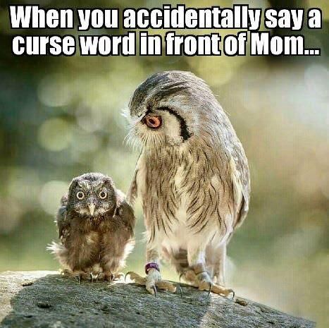 OWL ground you! I don’t give a hoot about your friends! - Imgur.jpg